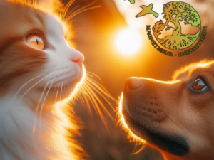 Soin pour les animaux